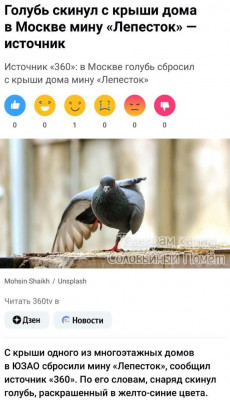 голубь.jpg