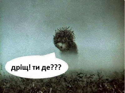 їжачок.jpg